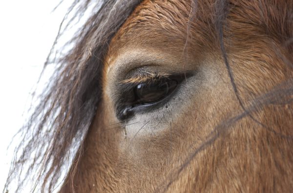 ce-leger-handicap-n-occulte-en-rien-la-beaute-et-le-mystere-qui-se-cachent-derriere-l-iris-de-l-equide-photo-rl-daniel-guffanti-1617383558